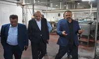 ۳۳ واحد فعال خرما در آذربایجان شرقی با ظرفیت ۲۶۰ هزار تنی برای بازار داخل و صادرات